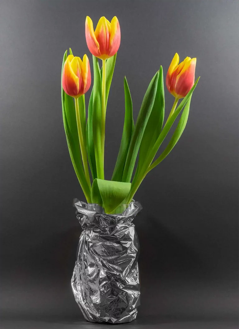 2 Karl Weis Tulpen Leicht Geöffnet.jpg Exhib