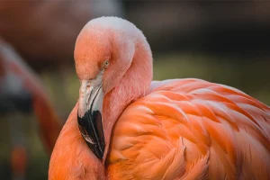 3 Heike Saeckl Flamingo Exhib