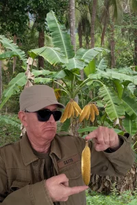 3 Jörg Schneider Bananen Wachsen Im Urwald GeradeLuege 1024h 80