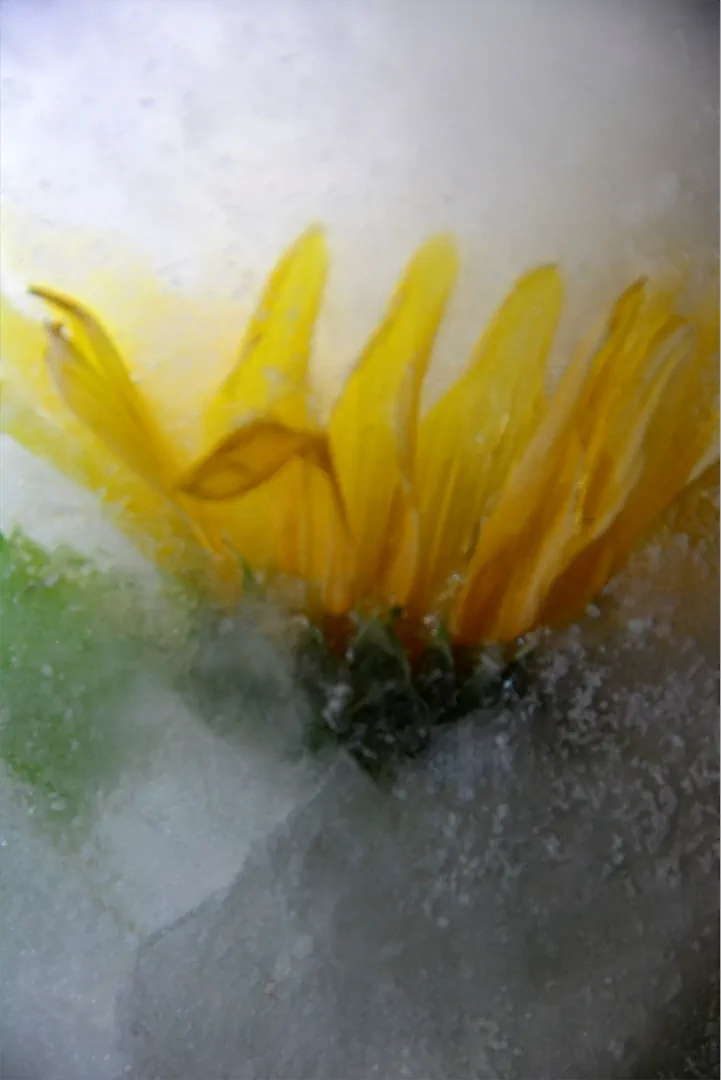 1sonnenblume In Eis Pfaff Költe 1080h 60