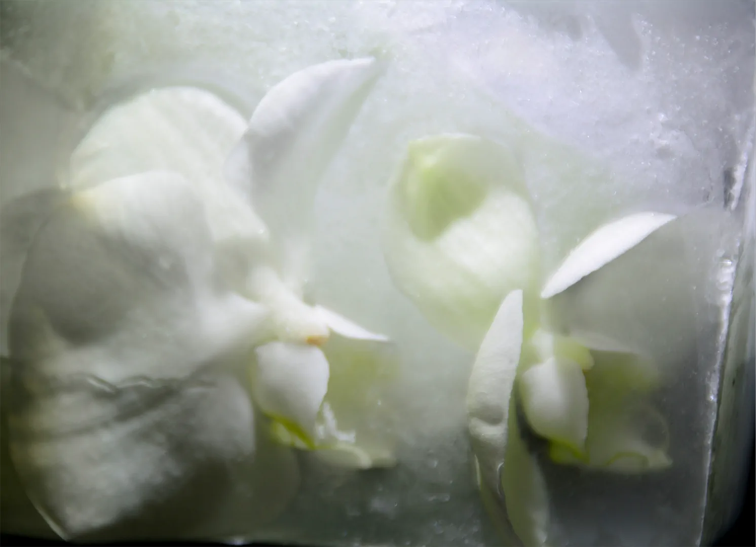 4 Orchidee In Eis Pfaff Költe 1080h 60