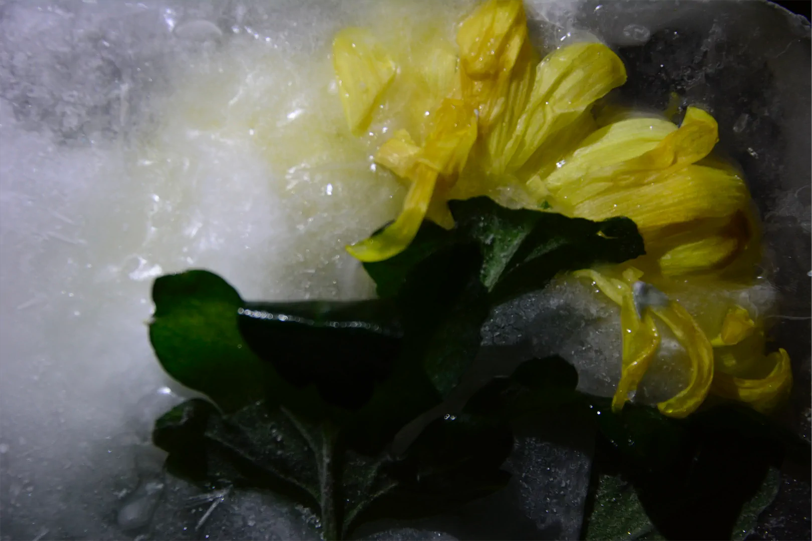 5Chrysantheme In Eis Pfaff Költe 1080h 60