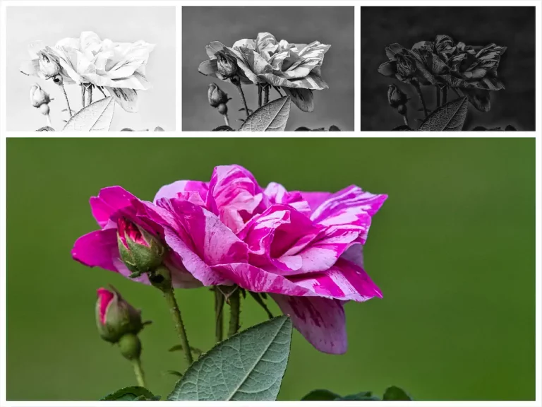 8 Gabriele Volkmann Die Rose Pflanzenreich Nichtssagen 1024h 60