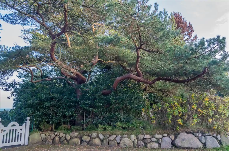 Baum Mit Friesenwall 1 Raab Heimat 1024h 15