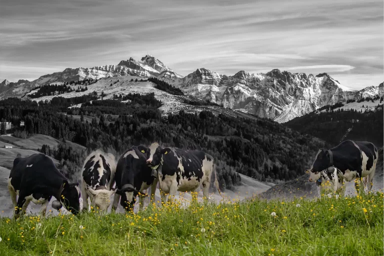 Egon Furrer Natur 4 Heimat 1024h 50