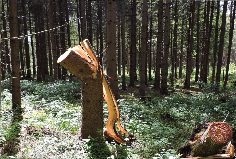 Margarete Uhlich Abgesägt 5.jpg Heimat 1024h 80