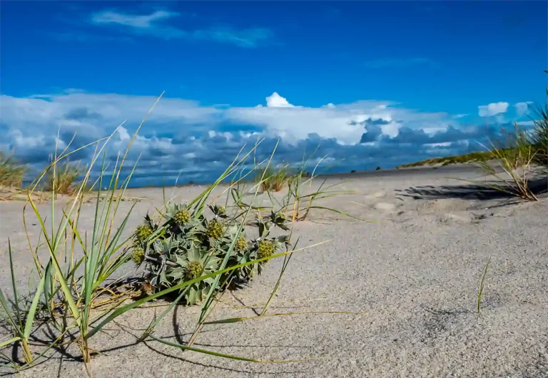 Stranddistel Am Ellenbogen Raab Heimat 1024h 15
