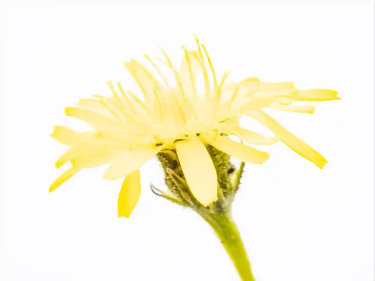 Zarte Blüten 2 Terhoeven Nichtssagen 1024h 20