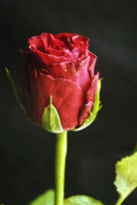 1 Dietmar Pfaff Rose.jpg Dietmar Pfaff Ergebnis