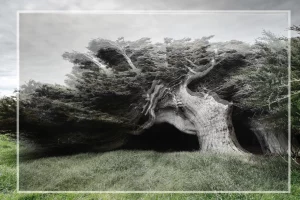 1 Renate Gumprich D Original Und SW Renate Gumprich Donau Ergebnis