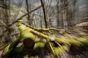 1 Renate Gumprich D Bewachsen Renate Gumprich Donau Ergebnis