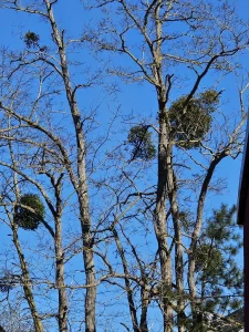 20250319 105132 Angelika Gusinde Ergebnis