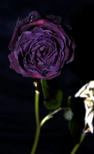 2 Dietmar Pfaff Verwelkte Rose.jpg Dietmar Pfaff Ergebnis