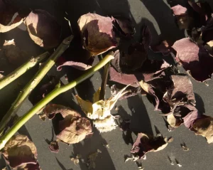 3 Dietmar Pfaff Zerschnittene Rose.jpg Dietmar Pfaff Ergebnis