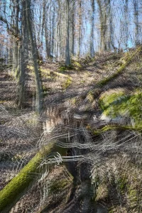 3 Renate Gumprich D Entwurzelt Renate Gumprich Donau Ergebnis