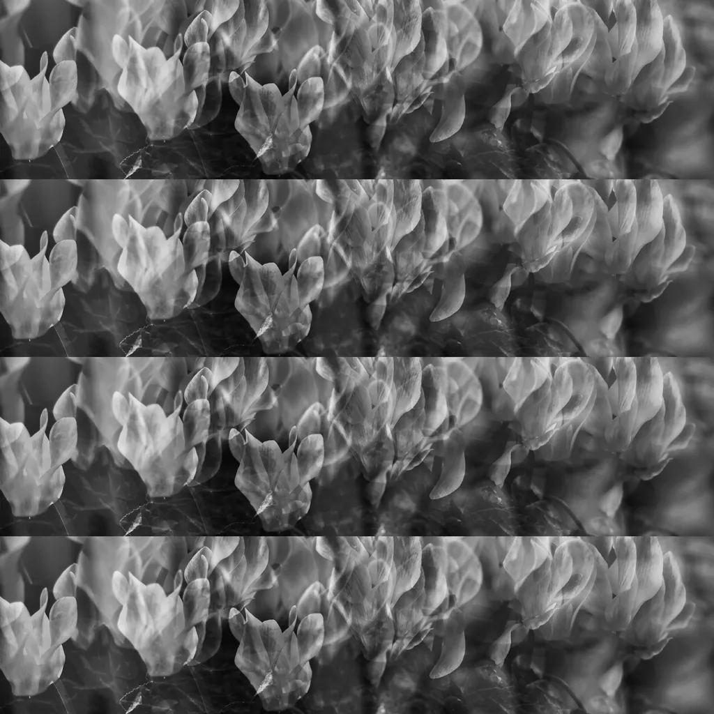 4 Sylvia Scannell Ergebnis