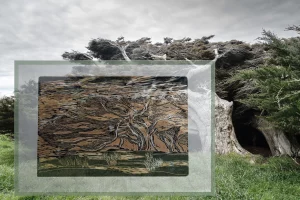 4 Renate Gumprich D Holzschnitt Mehrfarb Druck Renate Gumprich Donau Ergebnis