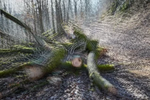 4 Renate Gumprich D Zersägt Renate Gumprich Donau Ergebnis