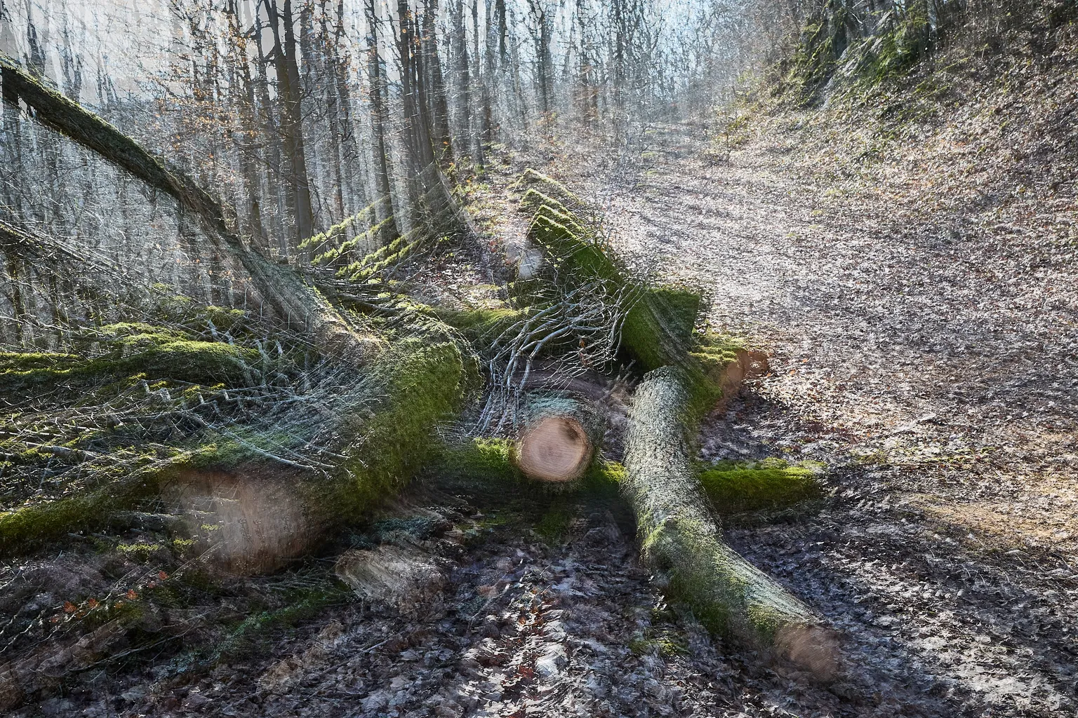 4 Renate Gumprich D Zersägt Renate Gumprich Donau Ergebnis