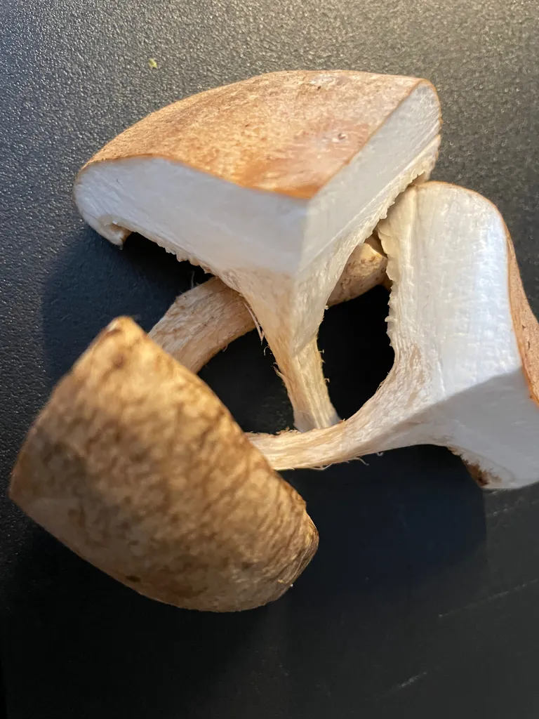 5 Una Viertel In Reinkultur Ergebnis