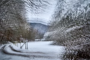 6 Renate Gumprich D Weg In Den Wald Renate Gumprich Donau Ergebnis