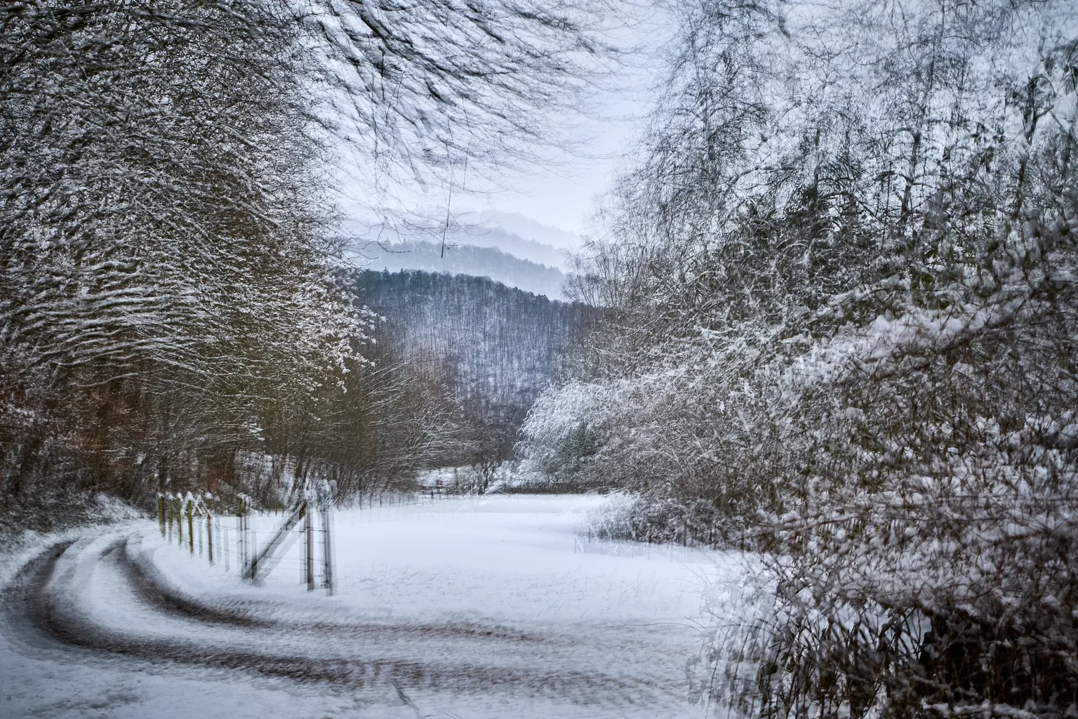 6 Renate Gumprich D Weg In Den Wald Renate Gumprich Donau Ergebnis