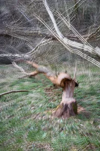 7 Renate Gumprich D Abgenagt Renate Gumprich Donau Ergebnis