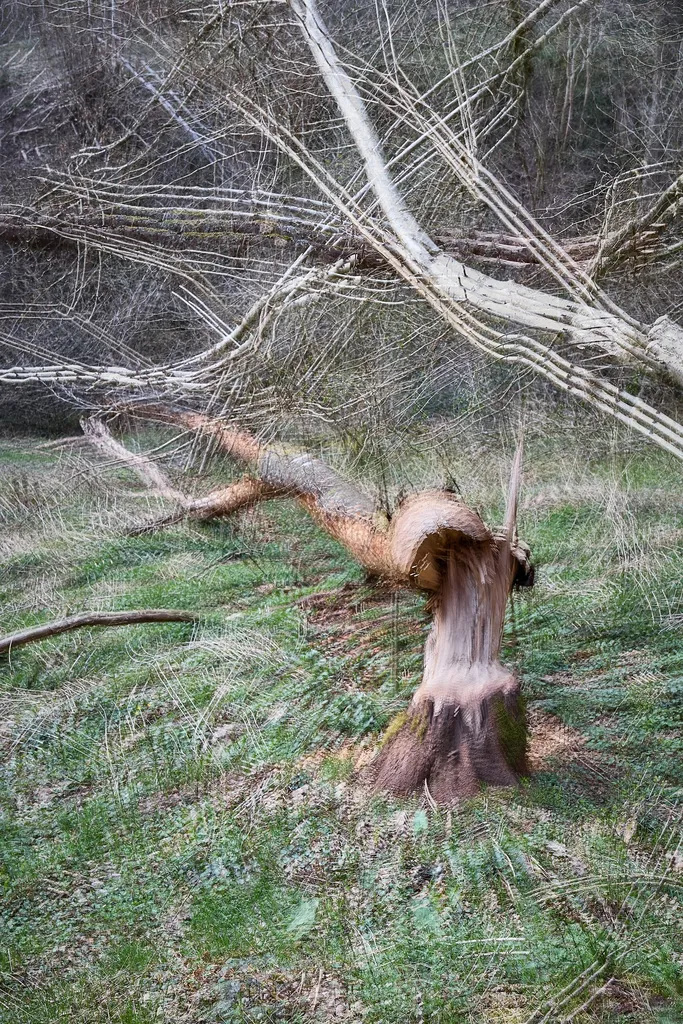 7 Renate Gumprich D Abgenagt Renate Gumprich Donau Ergebnis