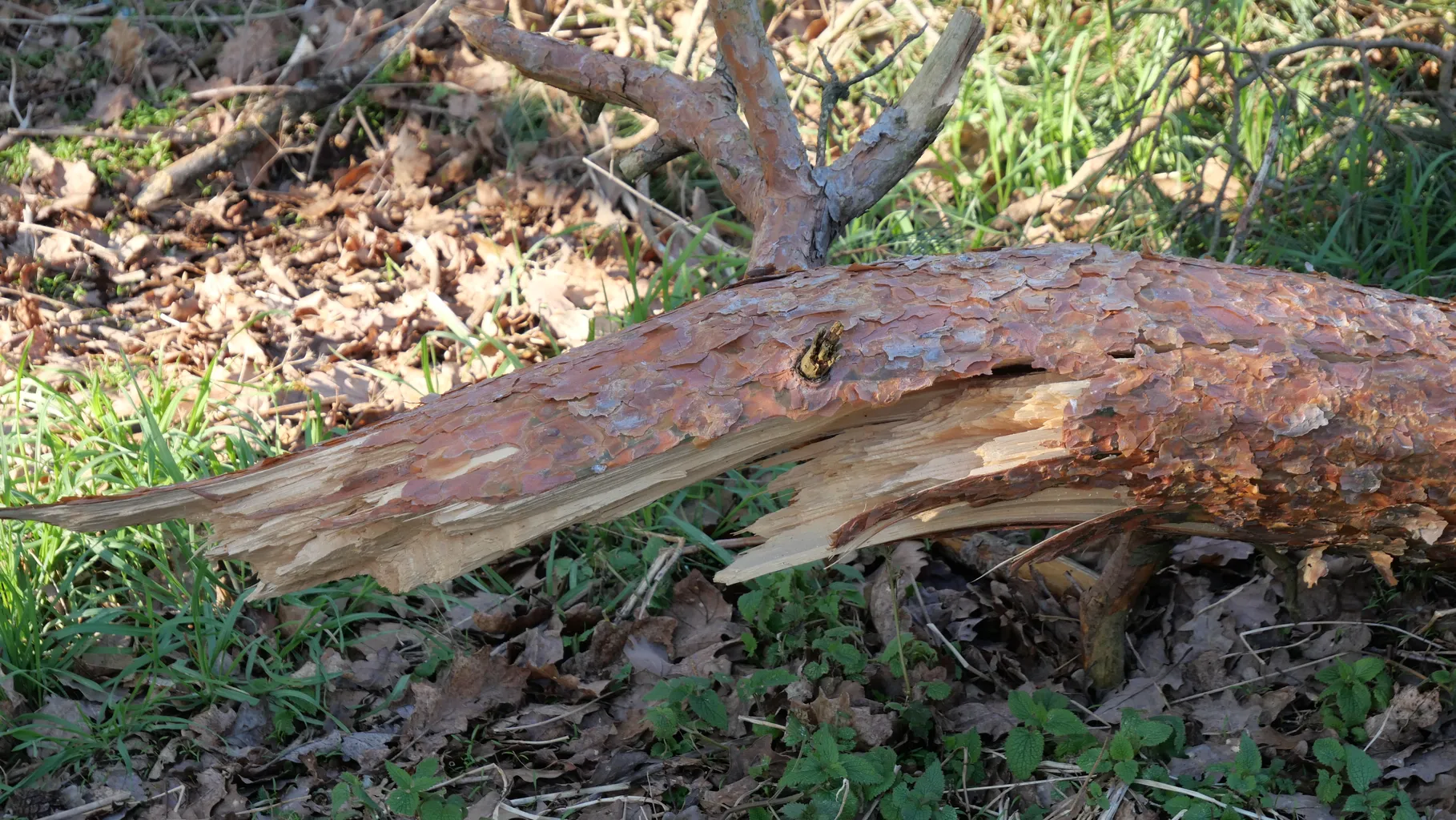 P1001486 Angelika Gusinde Ergebnis