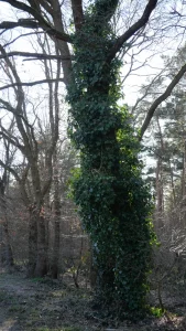 P1001491 Angelika Gusinde Ergebnis