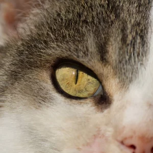 1 Luzie Schick Katze Luzie Schick Ergebnis