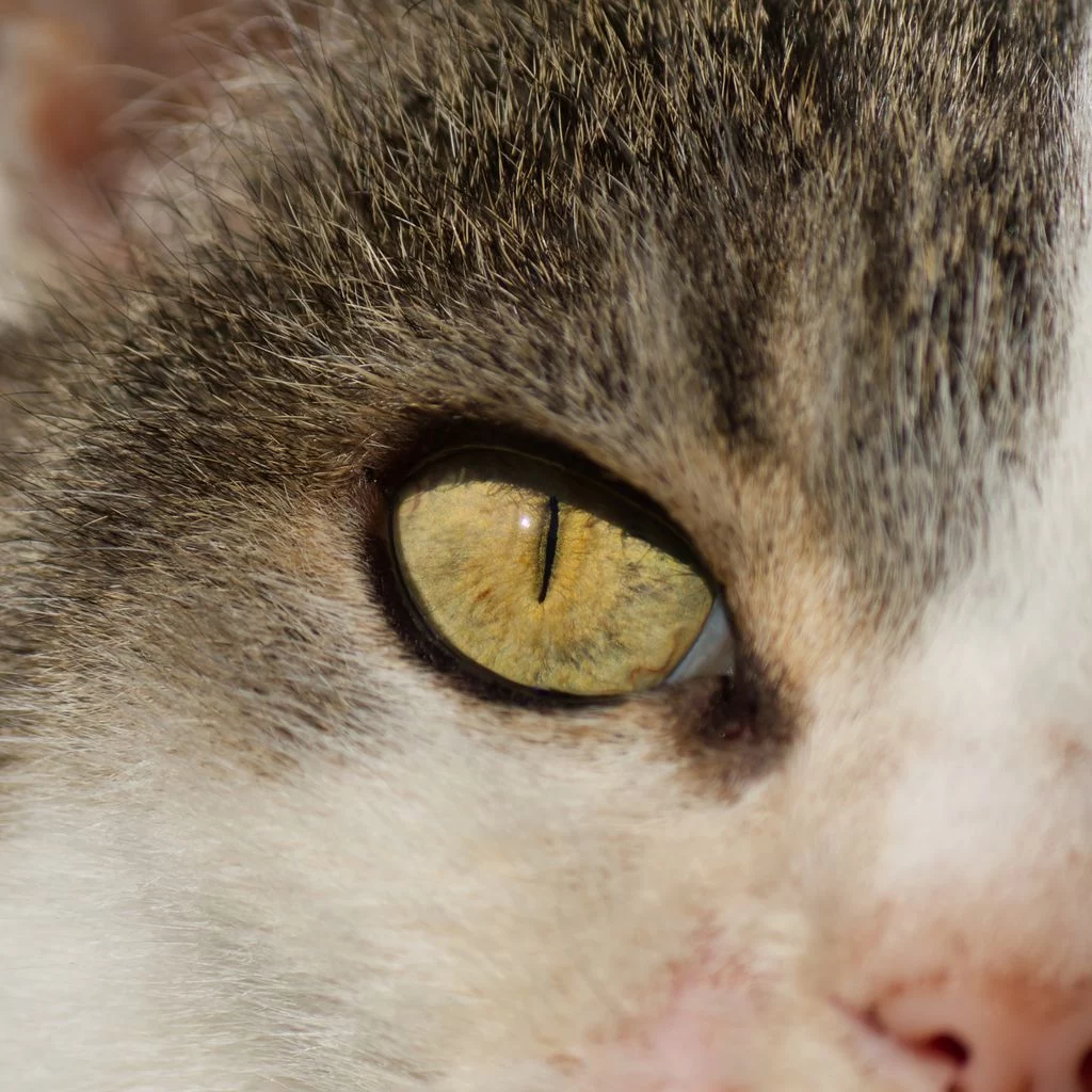 1 Luzie Schick Katze Luzie Schick Ergebnis