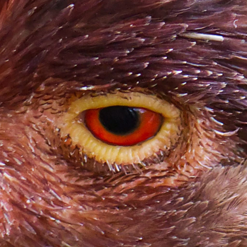 3 Luzie Schick Huhn Luzie Schick Ergebnis