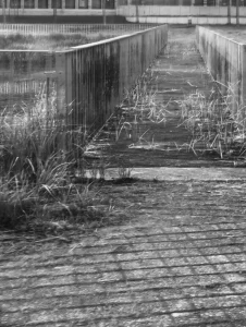 6 Sylvia Scannell Ergebnis