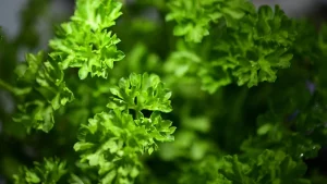 6 Katrin Bölling Grüne Sauce Katrin Bölling Ergebnis