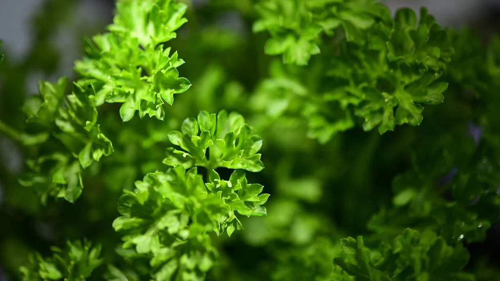 6 Katrin Bölling Grüne Sauce Katrin Bölling Ergebnis
