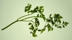 7 Katrin Bölling Grüne Sauce Katrin Bölling Ergebnis