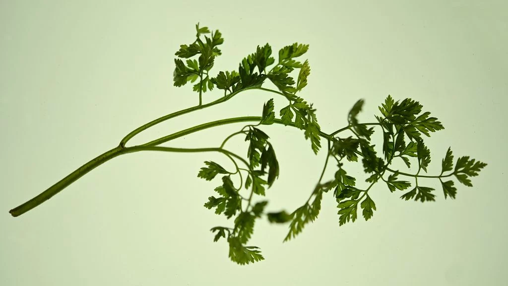 7 Katrin Bölling Grüne Sauce Katrin Bölling Ergebnis