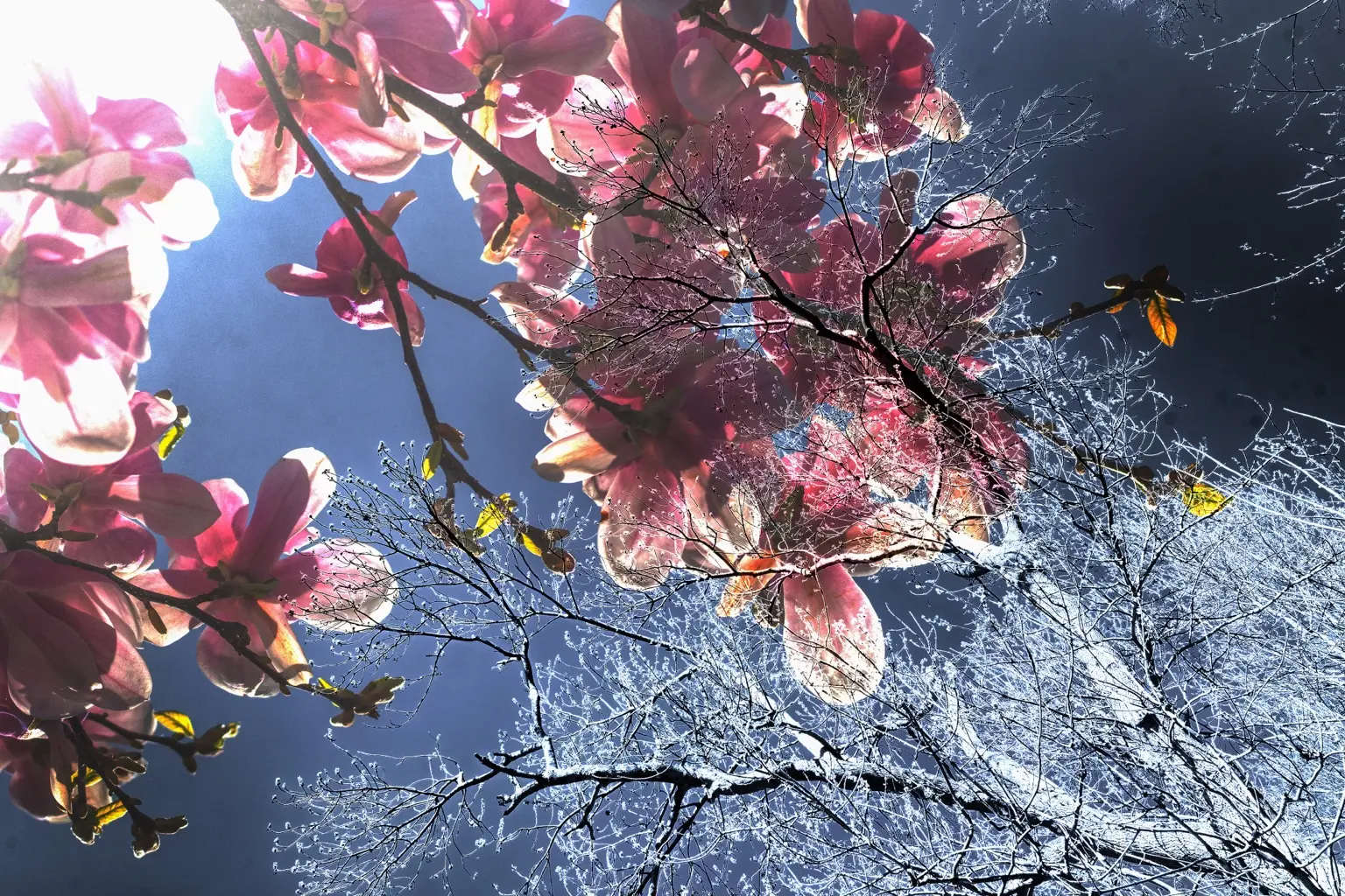 6 Dagmar Küsters Frühling6 Dagmar Küsters