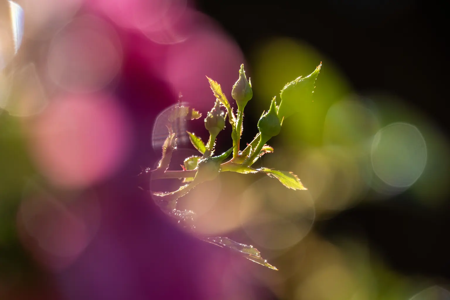 Ewen_04-DSCF1987