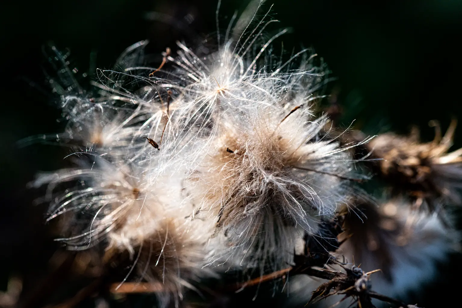 Schindler_02_Schoenheit-im-Herbst-2026-2