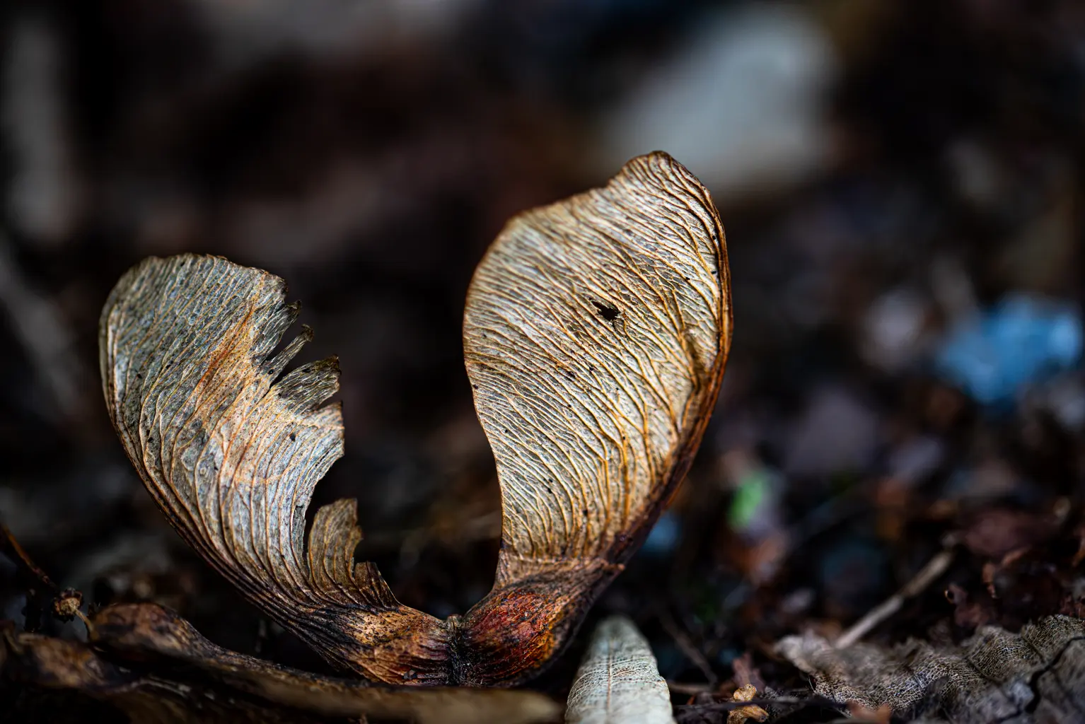 Schindler_03_Schoenheit-im-Herbst-2026-3