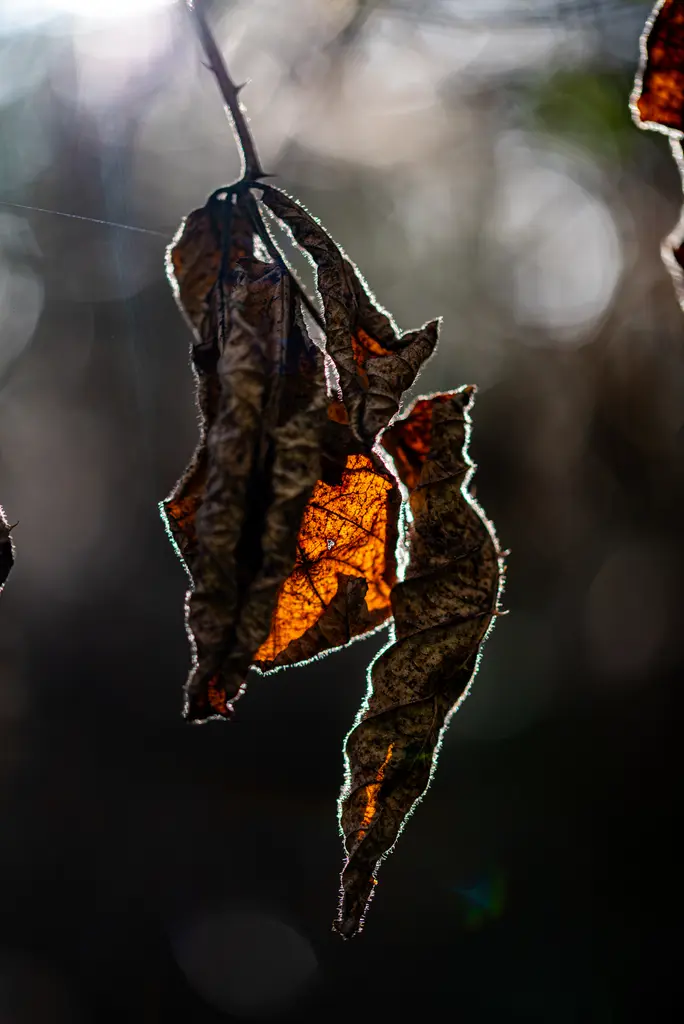 Schindler_04_Schoenheit-im-Herbst-2026-4