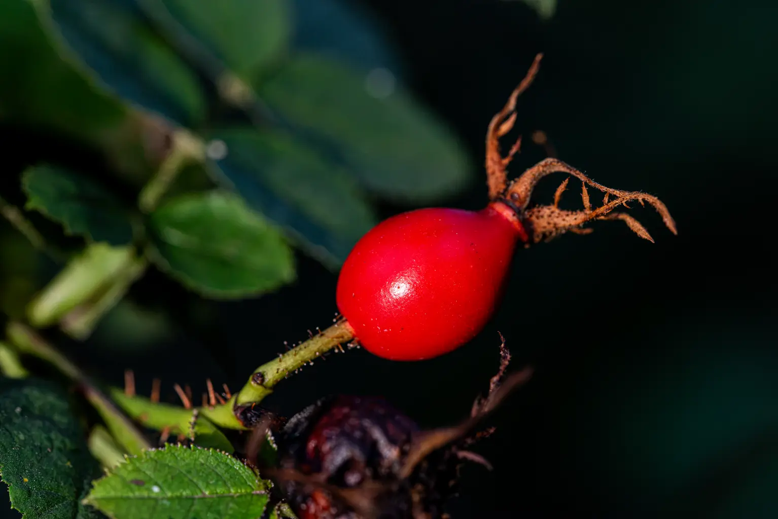 Schindler_05_Schoenheit-im-Herbst-2026-5
