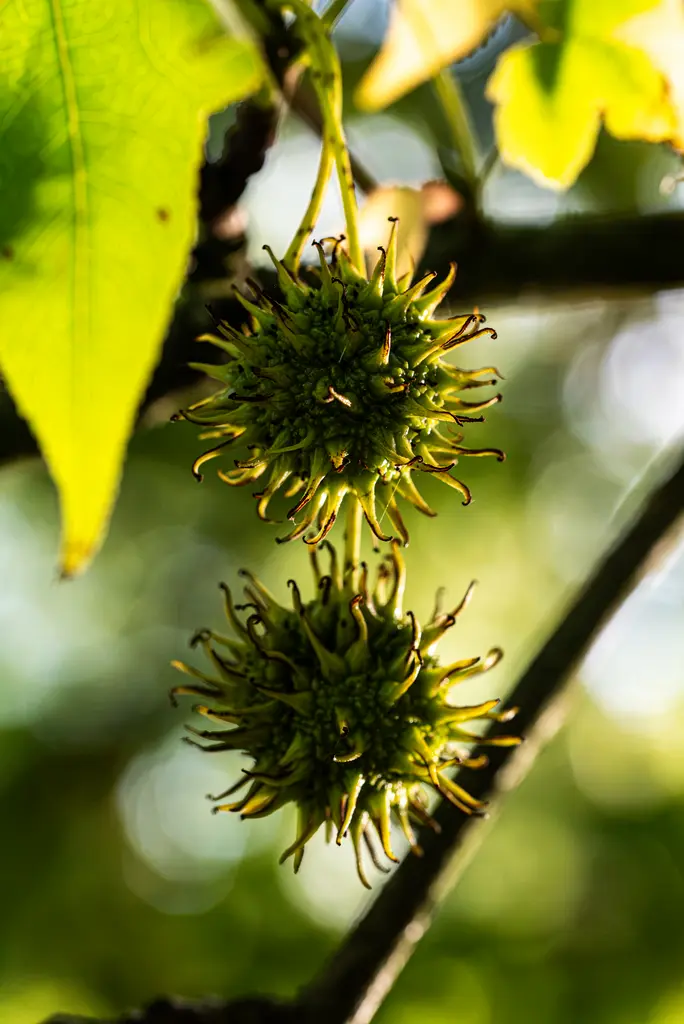Schindler_06_Schoenheit-im-Herbst-2026-6