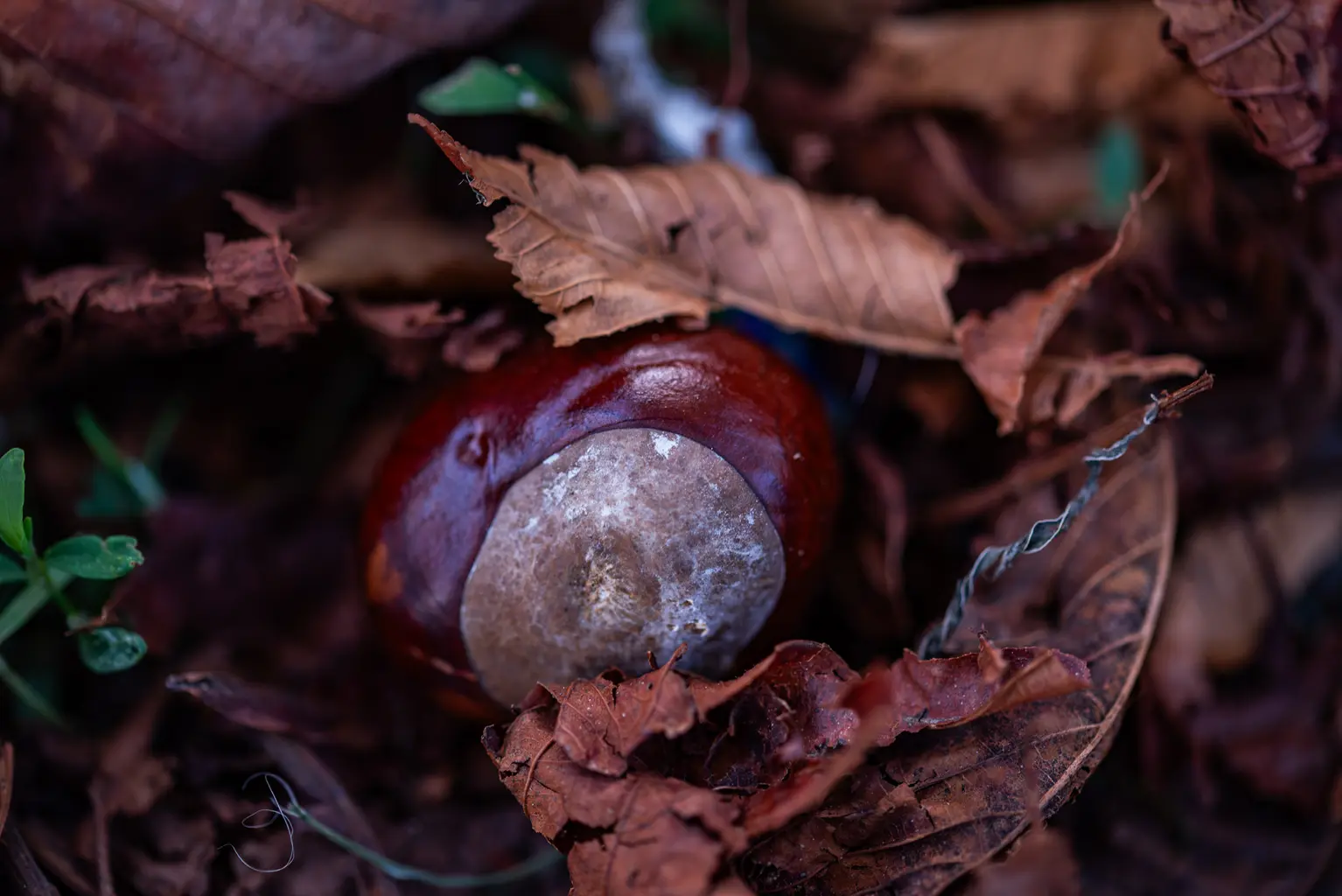 Schindler_07_Schoenheit-im-Herbst-2026-7